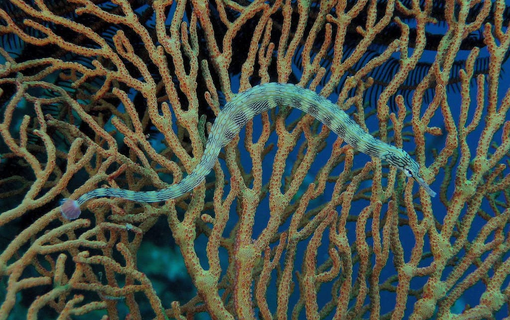 Dragonface Pipefish (Corythoichthys Haematopterus) - Reef Exclusive MA LLC