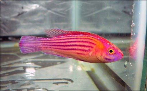 Earles Fairy Wrasse (Cirrhilabrus Earlei) Female - Reef Exclusive MA LLC