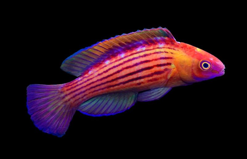 Earles Fairy Wrasse (Cirrhilabrus Earlei) Male - Reef Exclusive MA LLC