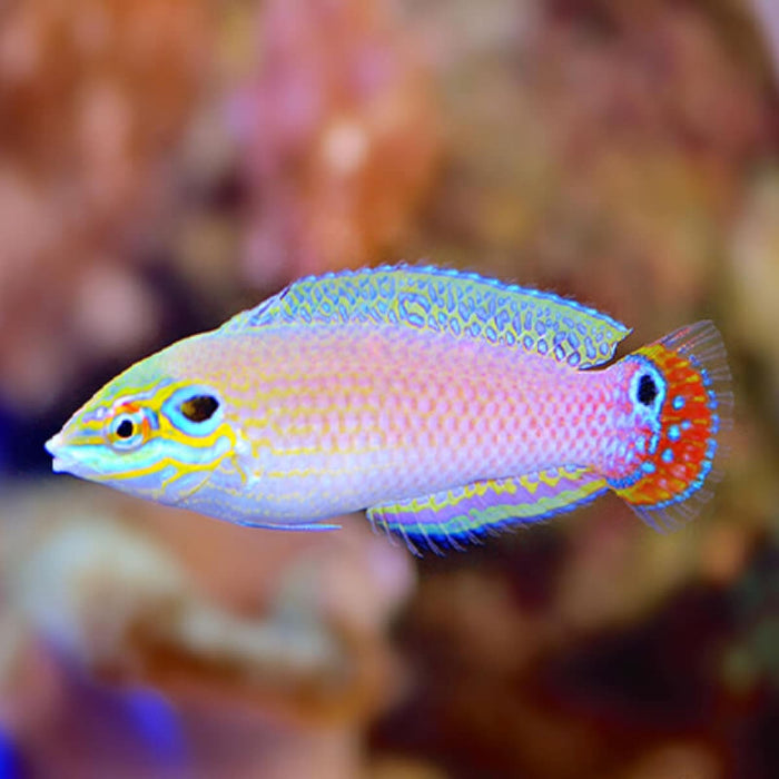 Earmuff Wrasse (Halichoeres Melasmapomus) - Reef Exclusive MA LLC