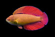 Eight Line Flasher Wrasse (Paracheilinus Octotaenia) - Reef Exclusive MA LLC