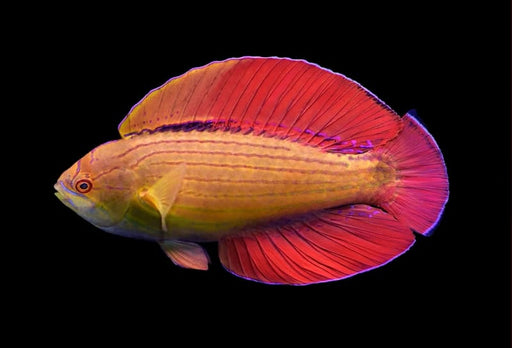 Eight Line Flasher Wrasse (Paracheilinus Octotaenia) - Reef Exclusive MA LLC