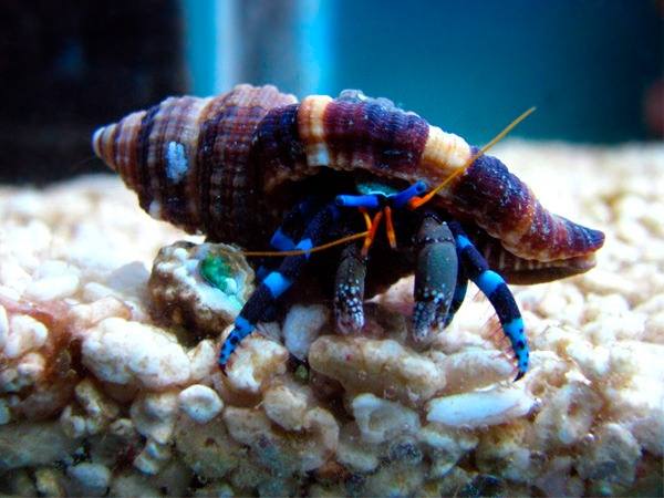 Electric Blue Hermit Crab (Calcinus Elegans) - Reef Exclusive MA LLC