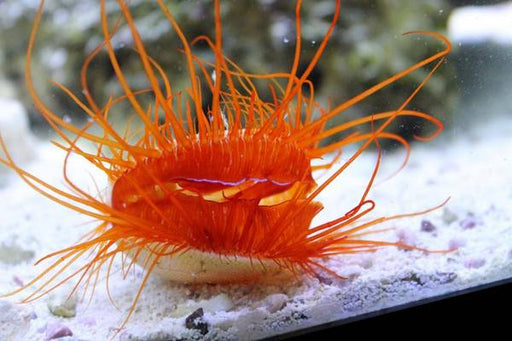 Electric Flame Scallop (Lima sp.) - Reef Exclusive MA LLC