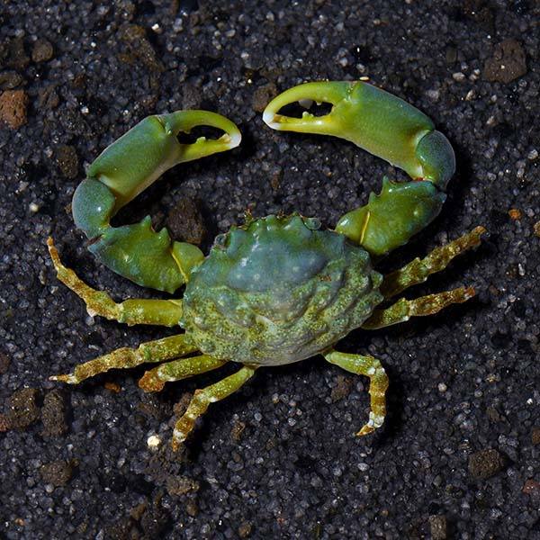 Emerald Crab (Mithraculus Sculptus) - Reef Exclusive MA LLC