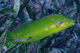 Emerald Wrasse (Novaculichthys Macrolepidotus) - Reef Exclusive MA LLC