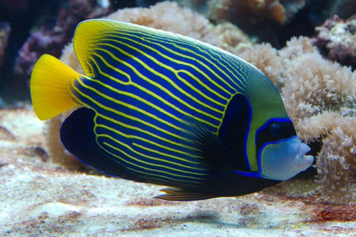 Emperor Angelfish (Pomacanthus Imperator) - Reef Exclusive MA LLC