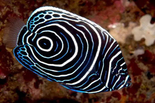 Emperor Angelfish (Pomacanthus Imperator) Juvenile - Reef Exclusive MA LLC