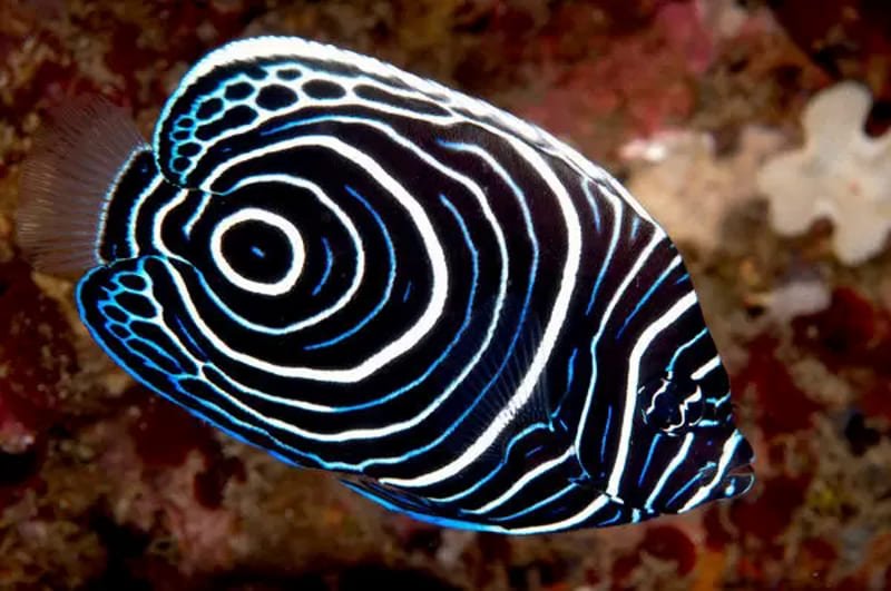 Emperor Angelfish (Pomacanthus Imperator) Juvenile - Reef Exclusive MA LLC