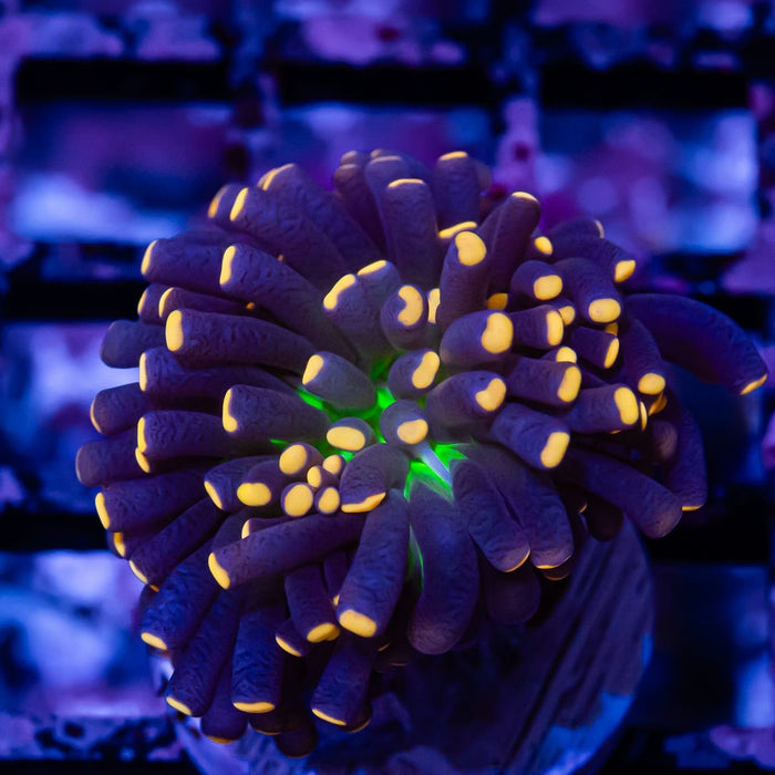 Euphyllia Alien Eye (Hulk) - Reef Exclusive MA LLC