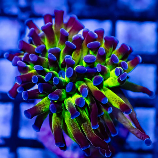 Euphyllia Blue Green Hammer - Reef Exclusive MA LLC