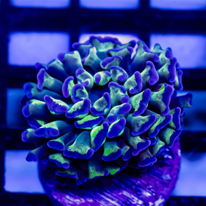 Euphyllia Blue Green Hammer - Reef Exclusive MA LLC