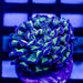 Euphyllia Blue Green Hammer - Reef Exclusive MA LLC