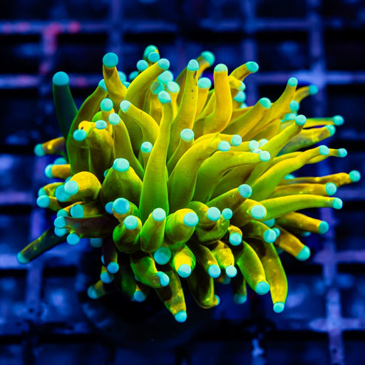 Euphyllia Gold Banana - Reef Exclusive MA LLC