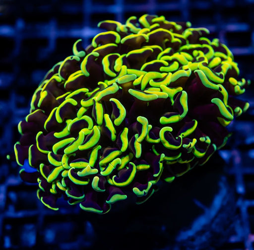 Euphyllia Gold Rainbow Wall Hammer - Reef Exclusive MA LLC