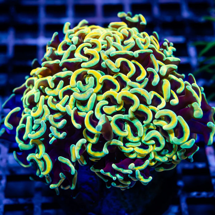 Euphyllia Gold Rainbow Wall Hammer - Reef Exclusive MA LLC