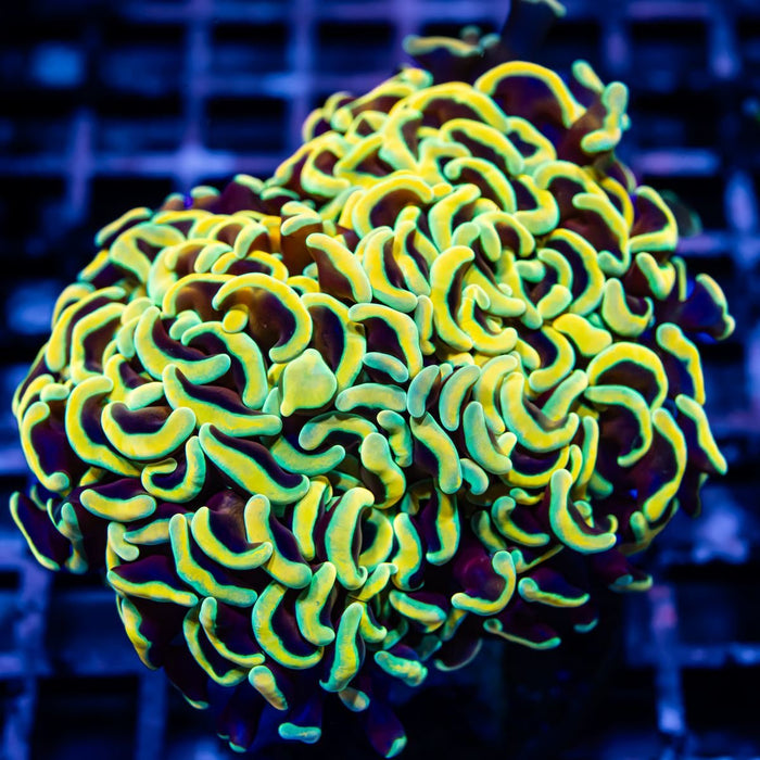 Euphyllia Gold Rainbow Wall Hammer - Reef Exclusive MA LLC