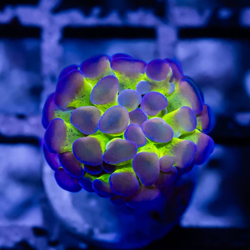 Euphyllia Hologram Branch Hammer - Reef Exclusive MA LLC