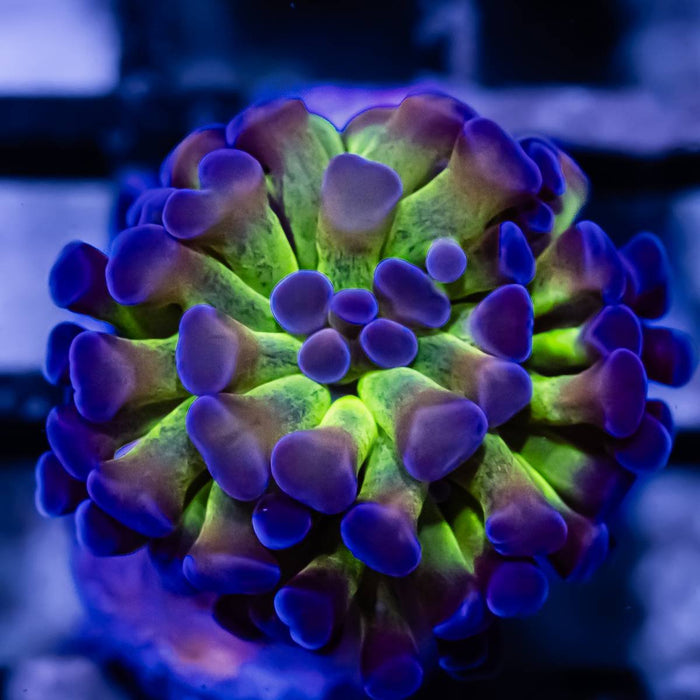 Euphyllia Hologram Branch Hammer - Reef Exclusive MA LLC