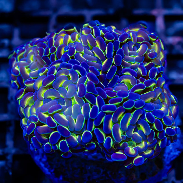 Euphyllia Hologram Branch Hammer Colony 6 Heads - Reef Exclusive MA LLC