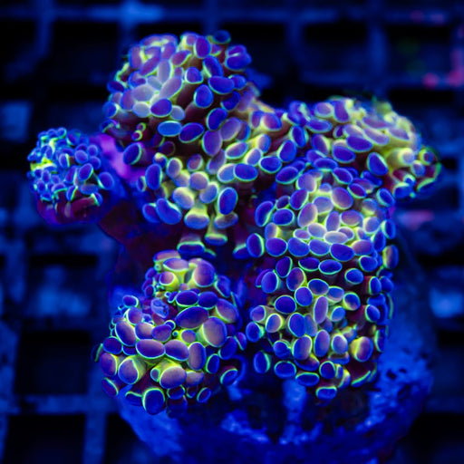 Euphyllia Hologram Branch Hammer Colony 7 Heads - Reef Exclusive MA LLC