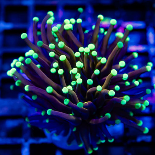 Euphyllia Indo Gold Torch Blue tips - Reef Exclusive MA LLC