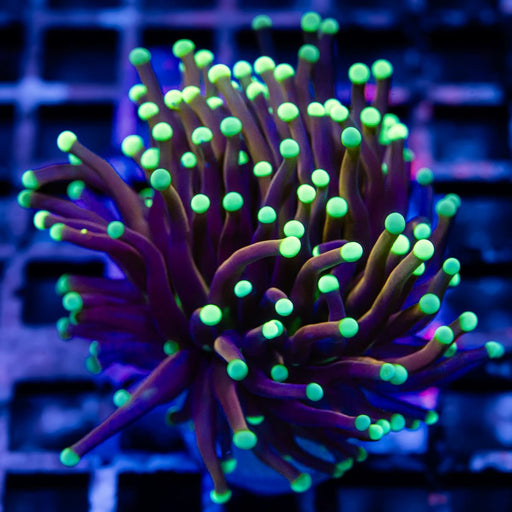 Euphyllia Indo Gold Torch blue tips - Reef Exclusive MA LLC