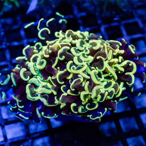 Euphyllia Rainbow Wall Hammer - Reef Exclusive MA LLC