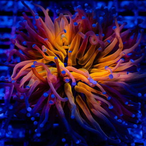 Euphyllia Tiger Torch Ultra - Reef Exclusive MA LLC