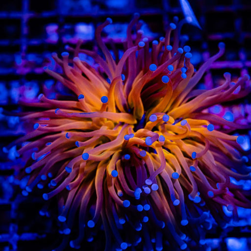 Euphyllia Tiger Torch Ultra - Reef Exclusive MA LLC