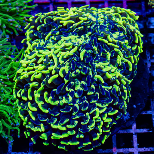 Euphyllia Ultra Blue Green Hammer - Reef Exclusive MA LLC