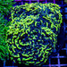 Euphyllia Ultra Blue Green Hammer - Reef Exclusive MA LLC