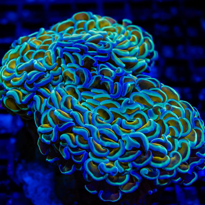 Euphyllia Ultra Gold Aquamarine Wall Hammer - Reef Exclusive MA LLC