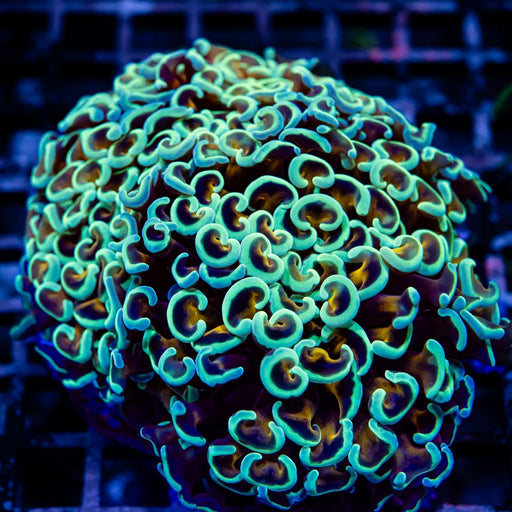 Euphyllia Ultra Gold Aquamarine Wall Hammer - Reef Exclusive MA LLC