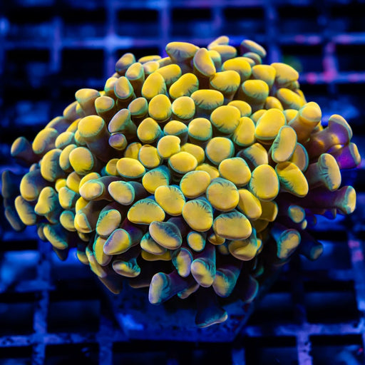 Euphyllia Ultra Rare Gold Hulk Hummer Coral - Reef Exclusive MA LLC