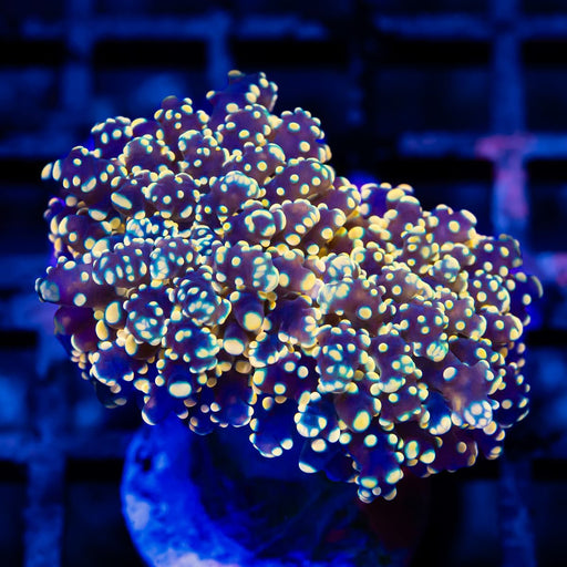 Euphyllia Yellow dots Mystery Octopus (2 Heads) - Reef Exclusive MA LLC