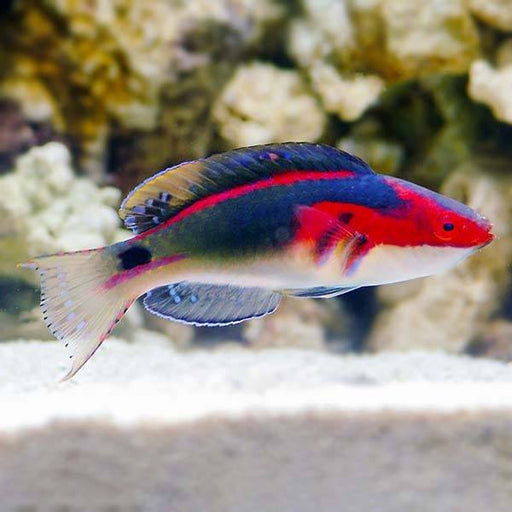 Exquisite Fairy Wrasse (Cirrhilabrus Exquisitus) Male - Reef Exclusive MA LLC