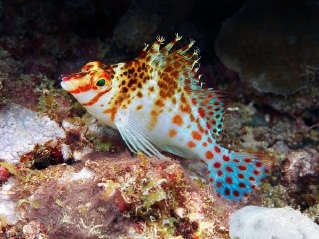 Falco Hawkfish (Cirrhitichthys Falco) - Reef Exclusive MA LLC