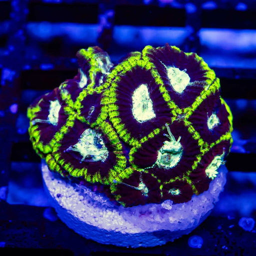 Favia Super Ultra - Reef Exclusive MA LLC