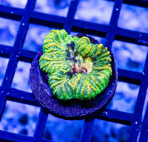 Favia Super Ultra - Reef Exclusive MA LLC