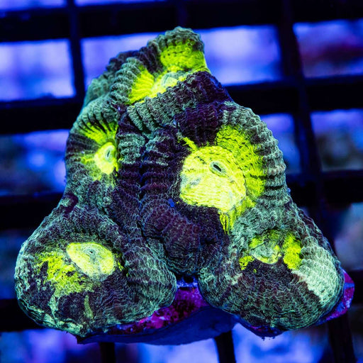 Favia Tricolor - Reef Exclusive MA LLC