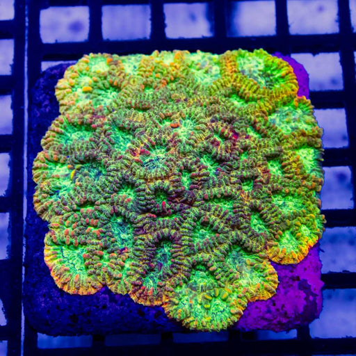 Favites Colony - Reef Exclusive MA LLC