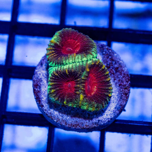 Favites Tricolor - Reef Exclusive MA LLC