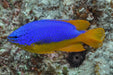 Fiji Blue Devil Damselfish (Chrysiptera Taupou) - Reef Exclusive MA LLC