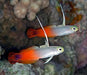 Fire Dartfish (Nemateleotris Magnifica) - Reef Exclusive MA LLC