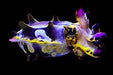 Flamboyant Cuttlefish (Metasepia pfefferi) - Reef Exclusive MA LLC