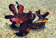 Flamboyant Cuttlefish (Metasepia pfefferi) - Reef Exclusive MA LLC