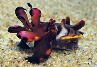 Flamboyant Cuttlefish (Metasepia pfefferi) - Reef Exclusive MA LLC