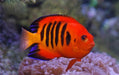 Flame Angelfish (Centropyge Loricula) - Reef Exclusive MA LLC