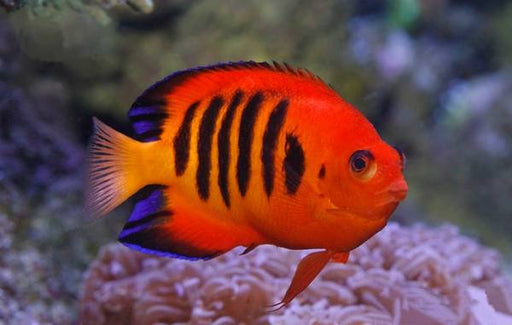 Flame Angelfish (Centropyge Loricula) - Reef Exclusive MA LLC